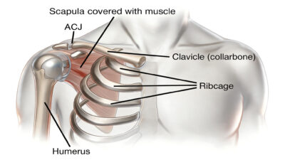 anatomia articolazione spalla